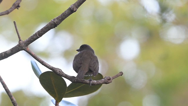 Puerto Rican Tanager - ML649792116