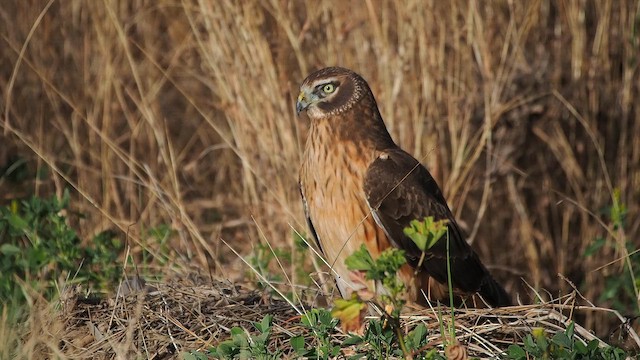 アメリカハイイロチュウヒ - ML649792628