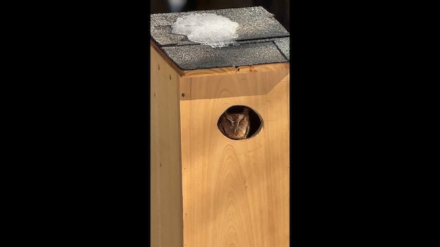 Eastern Screech-Owl - ML649792648