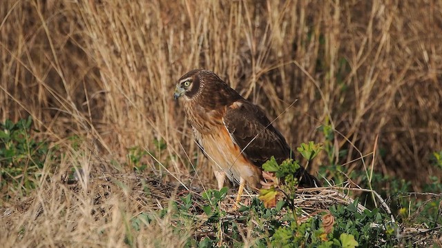 アメリカハイイロチュウヒ - ML649792675