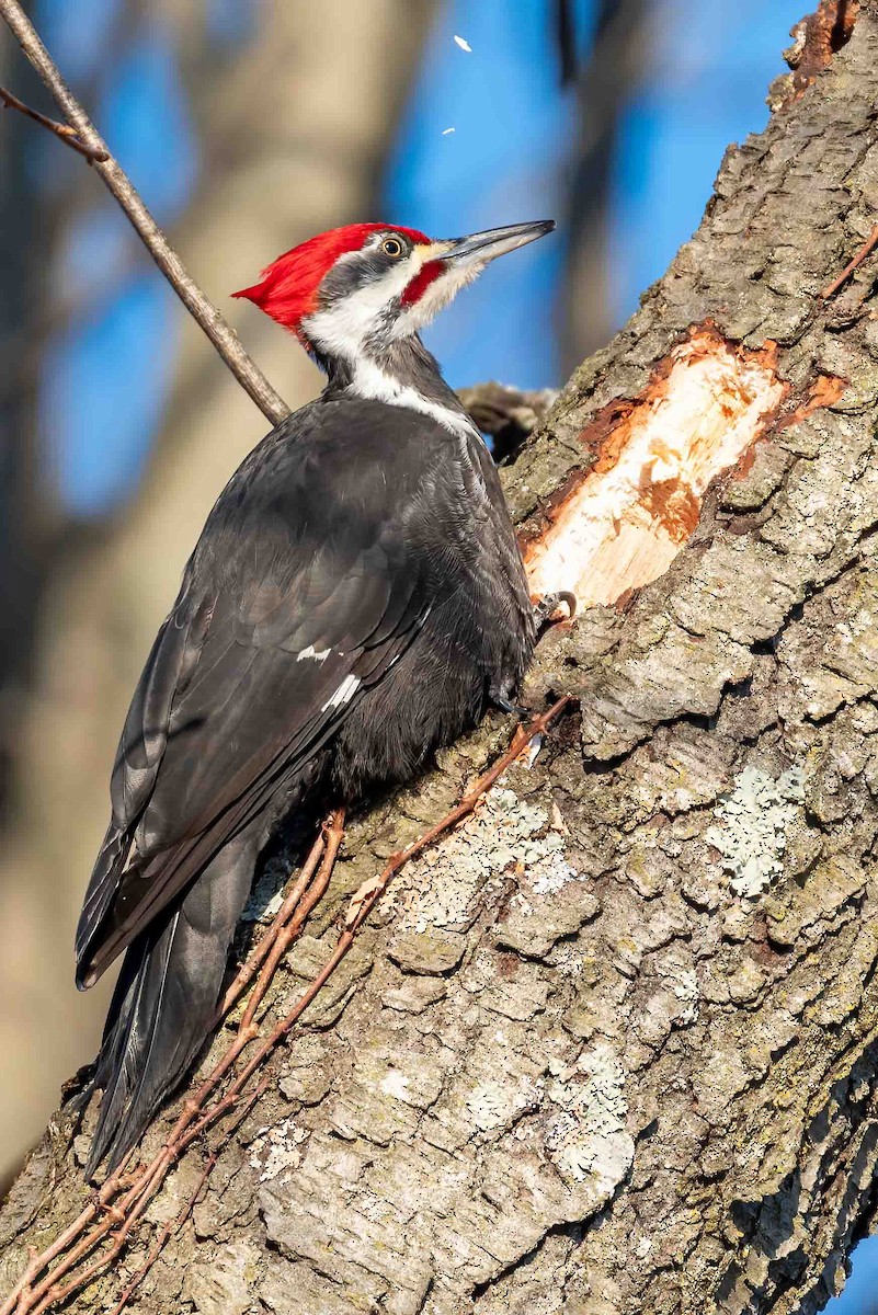 datel chocholatý - ML649792860