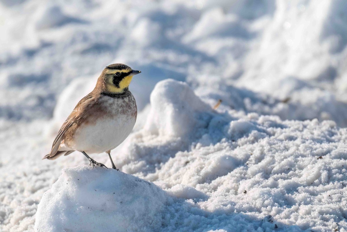 skřivan ouškatý - ML649792950