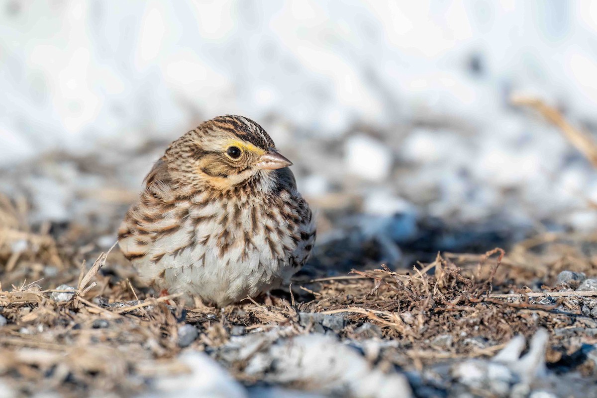 strnadec luční - ML649792967