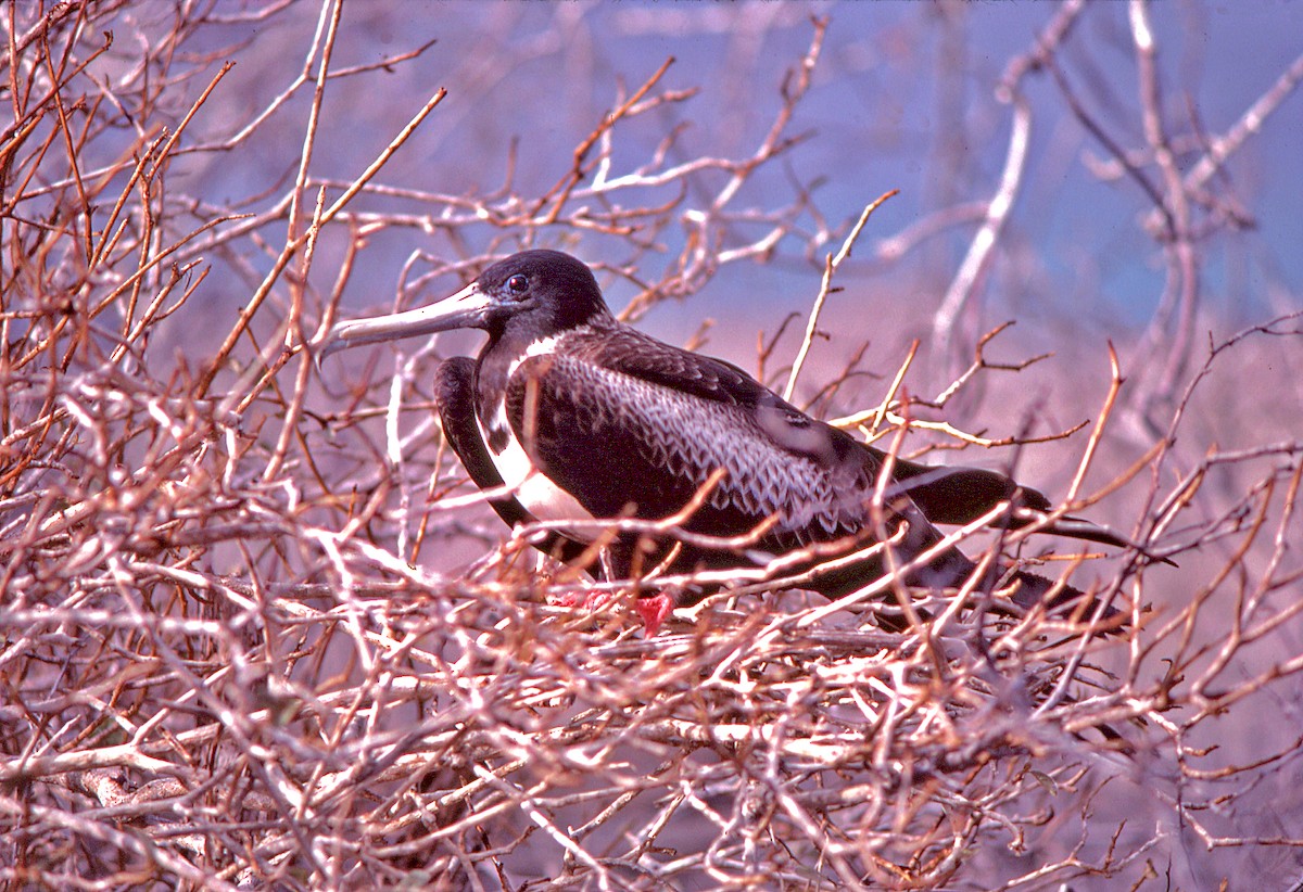 Фрегат карибський - ML649793007