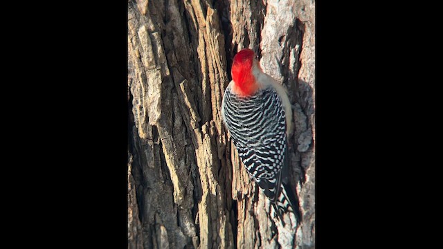 Red-bellied Woodpecker - ML649793312