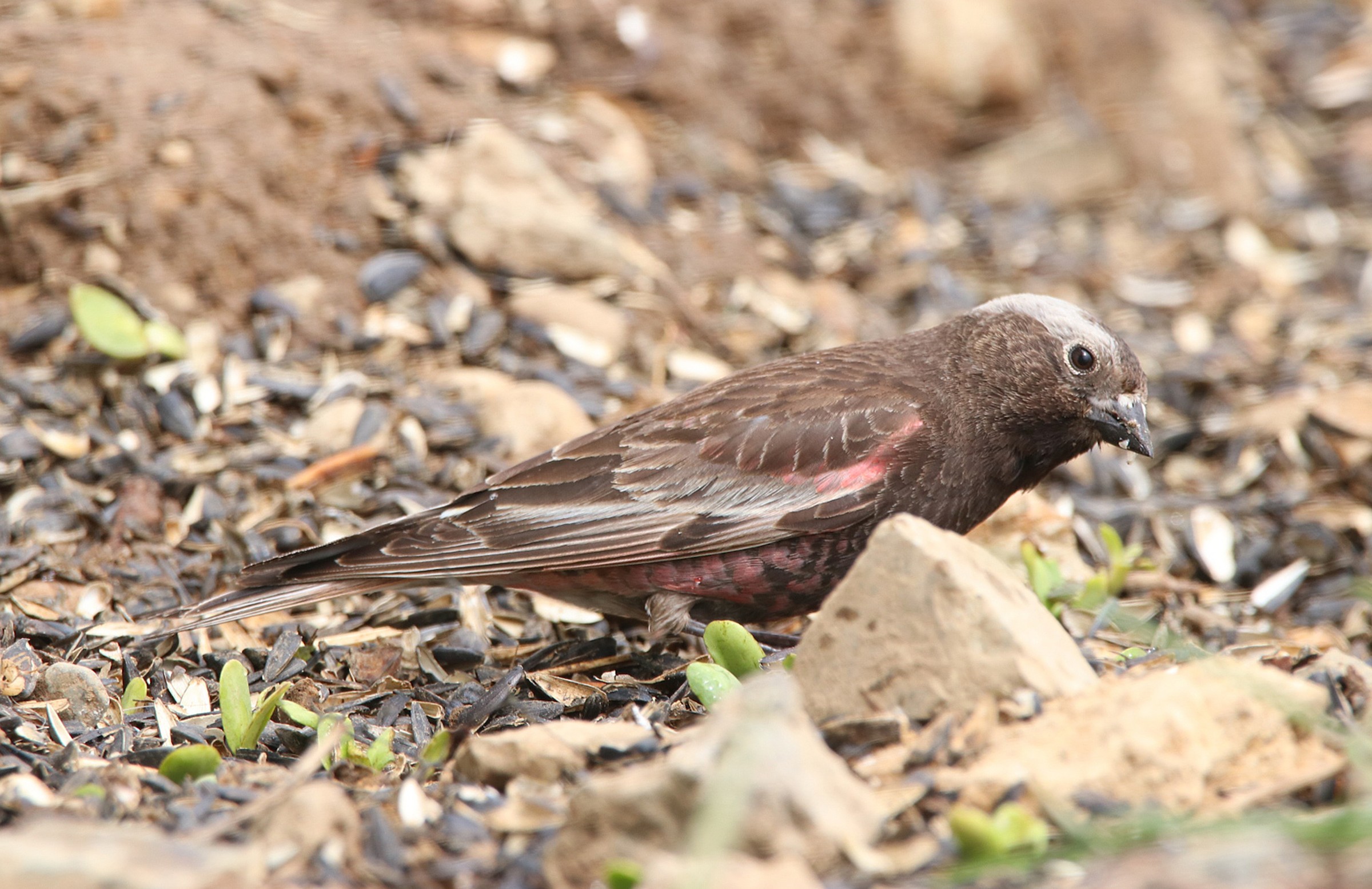 Black Rosy-Finch