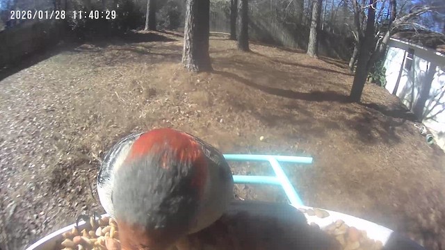 Red-bellied Woodpecker - ML649793683