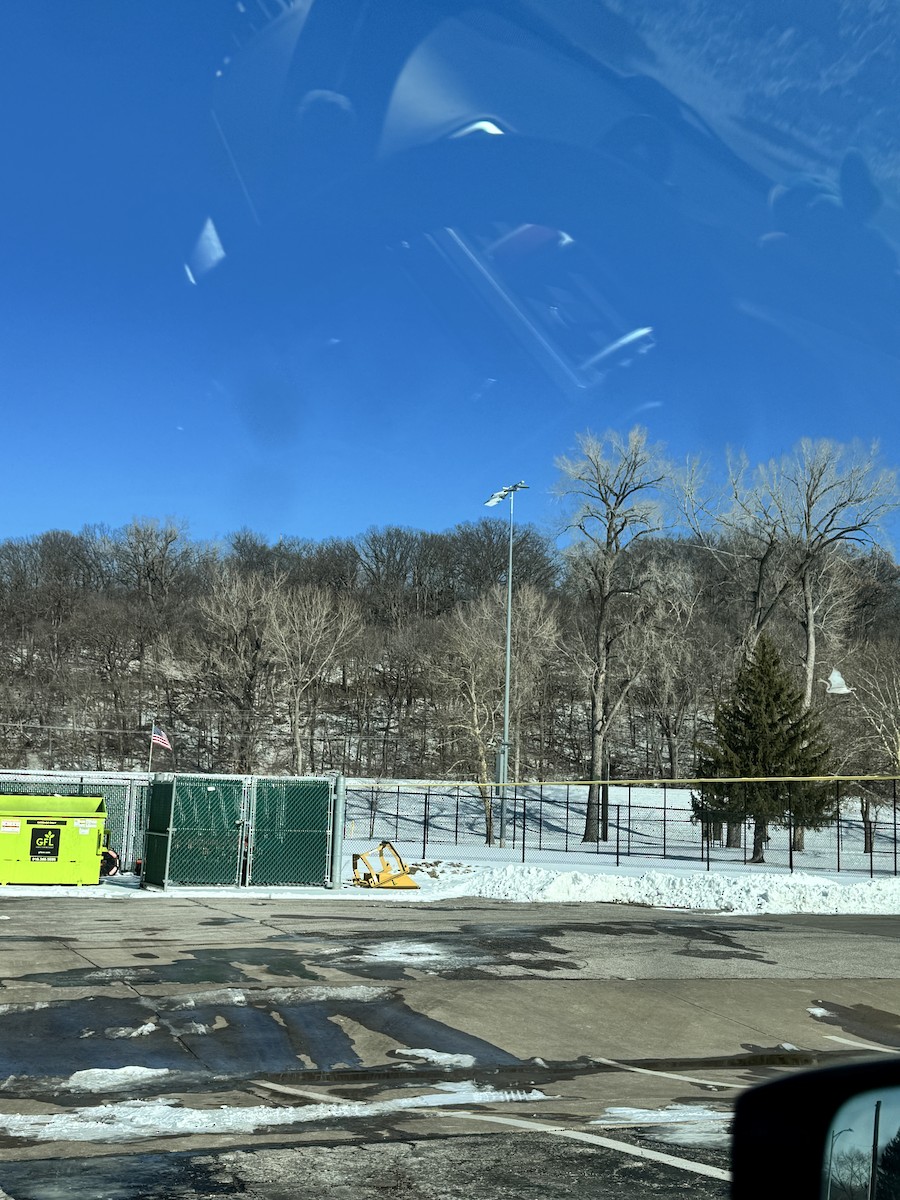 Cygne trompette - ML649793809