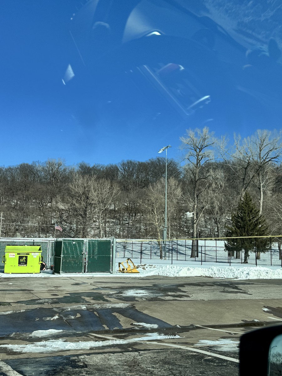 Cygne trompette - ML649793810