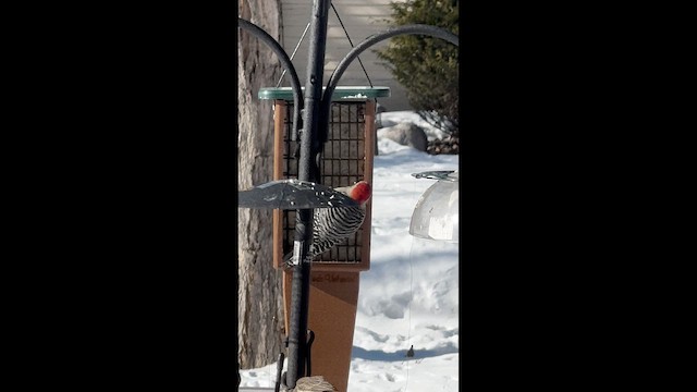 Red-bellied Woodpecker - ML649793880