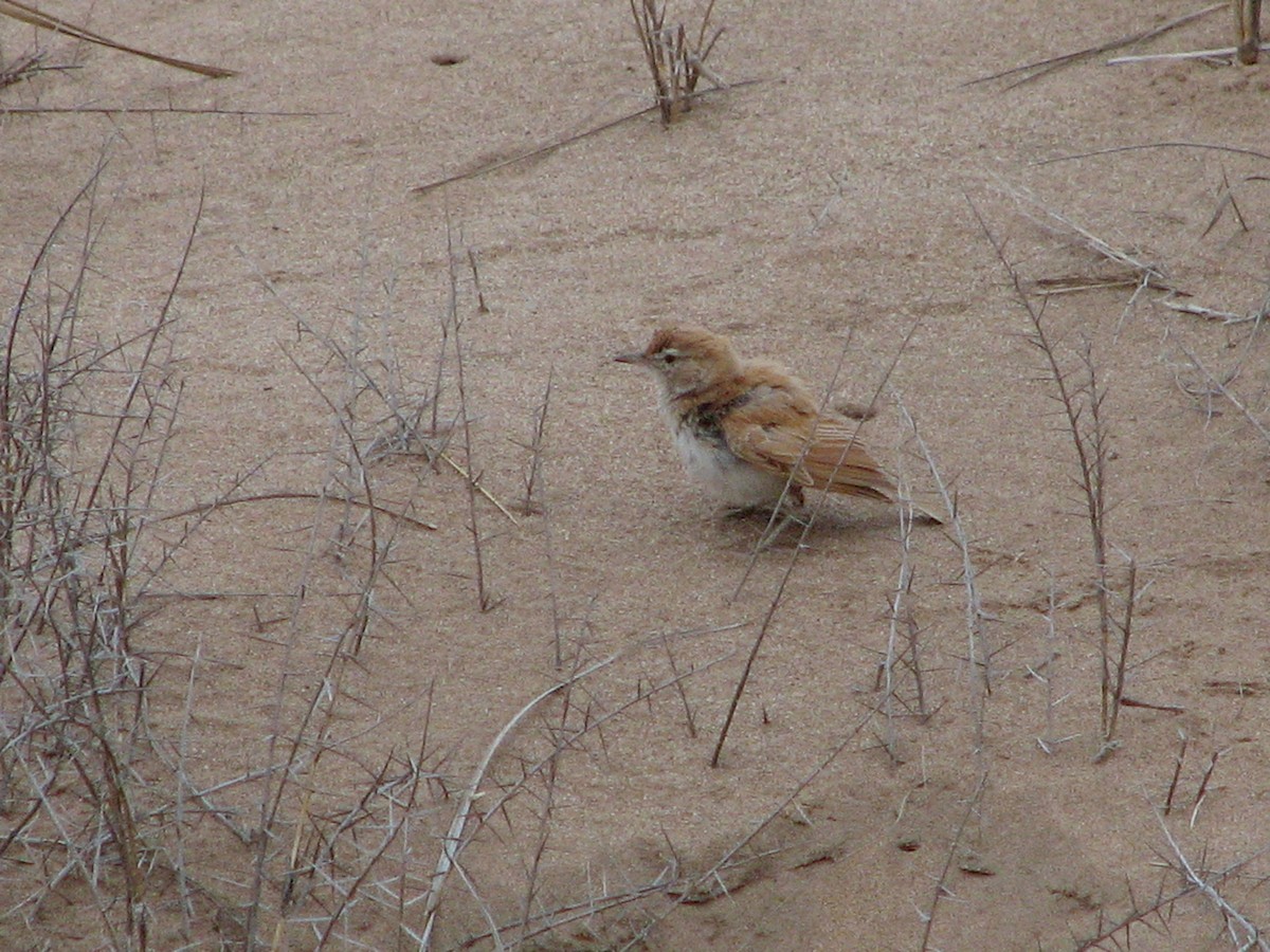 Dune Lark - ML649794158