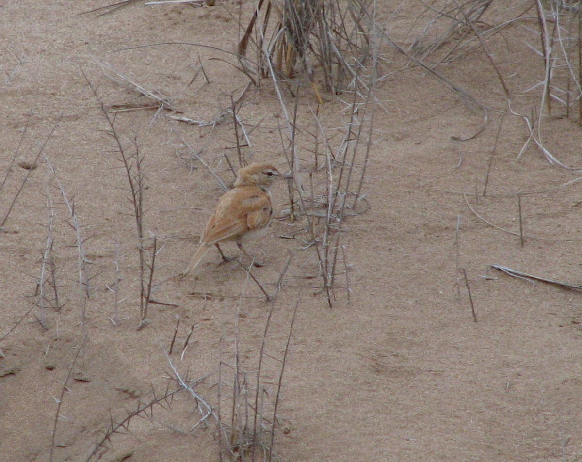 Dune Lark - ML649794159