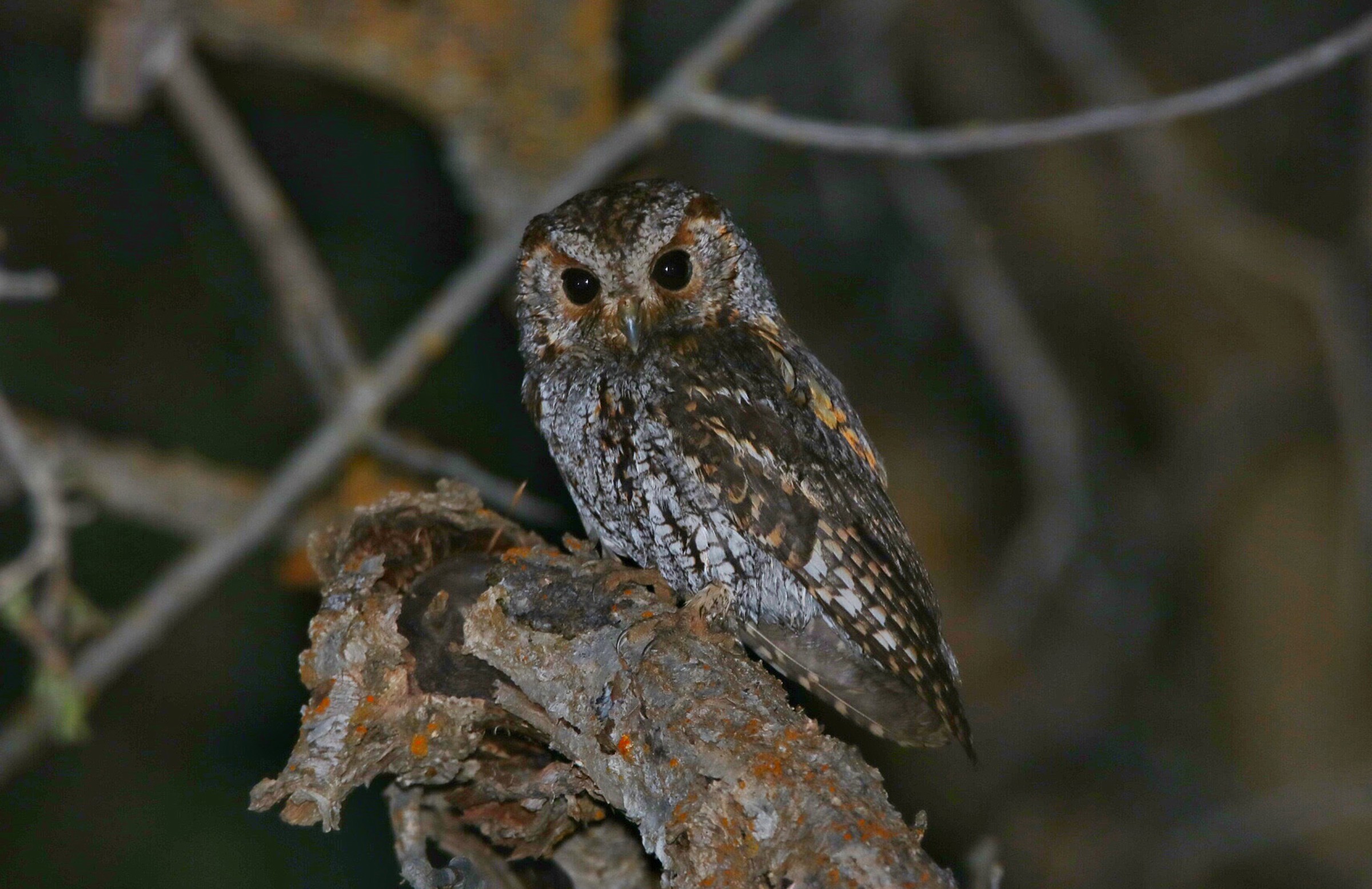 Flammulated Owl