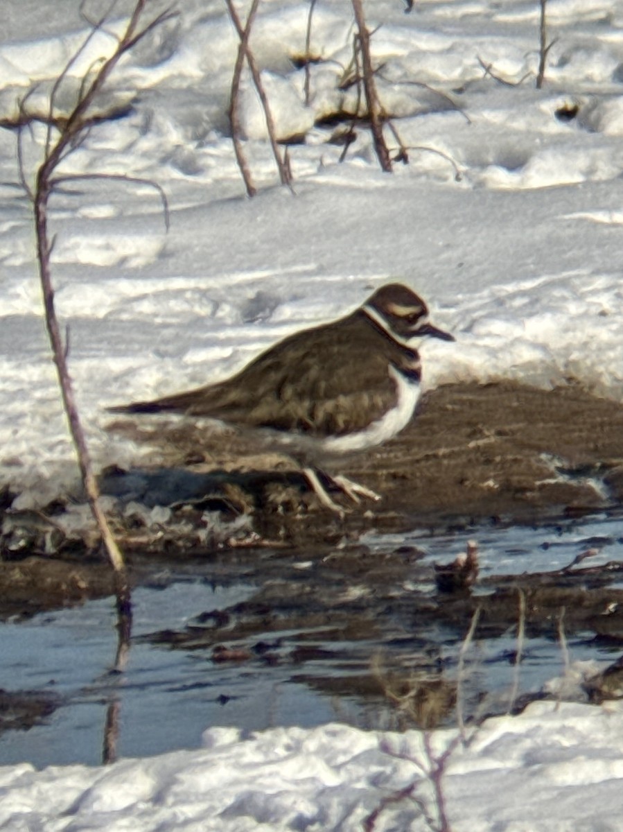 Killdeer - ML649794610