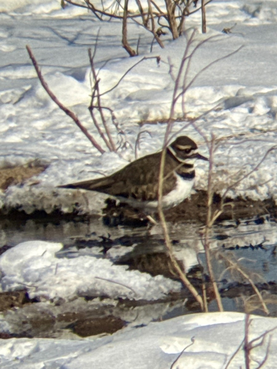 Killdeer - ML649794611