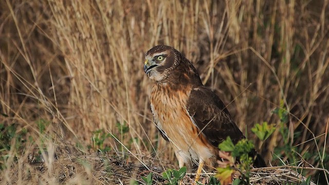 アメリカハイイロチュウヒ - ML649794773