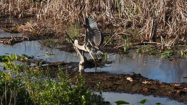 Great Blue Heron - ML649795248