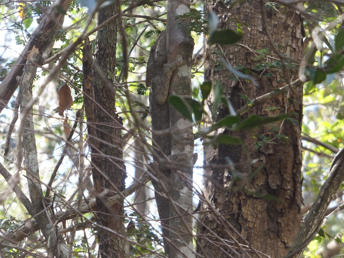 Camaleonte verrucoso - ML649795272