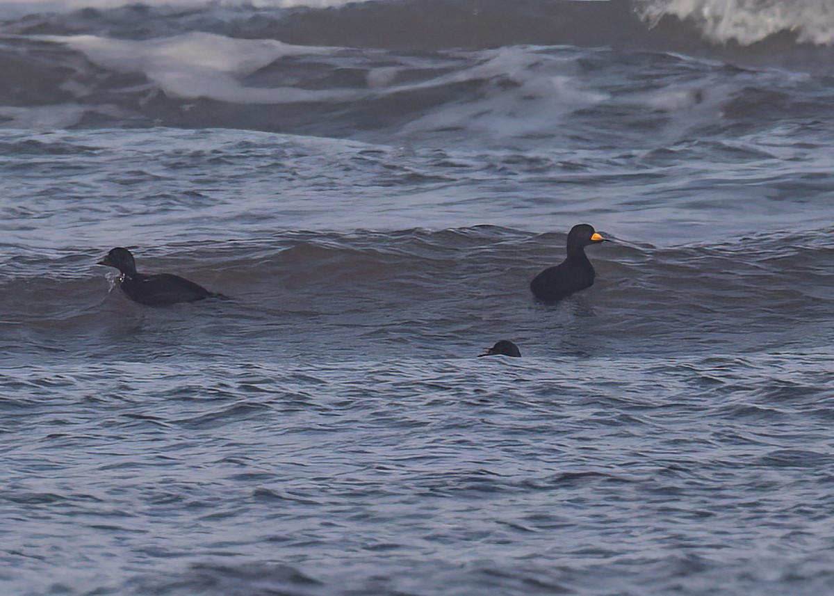 Black Scoter