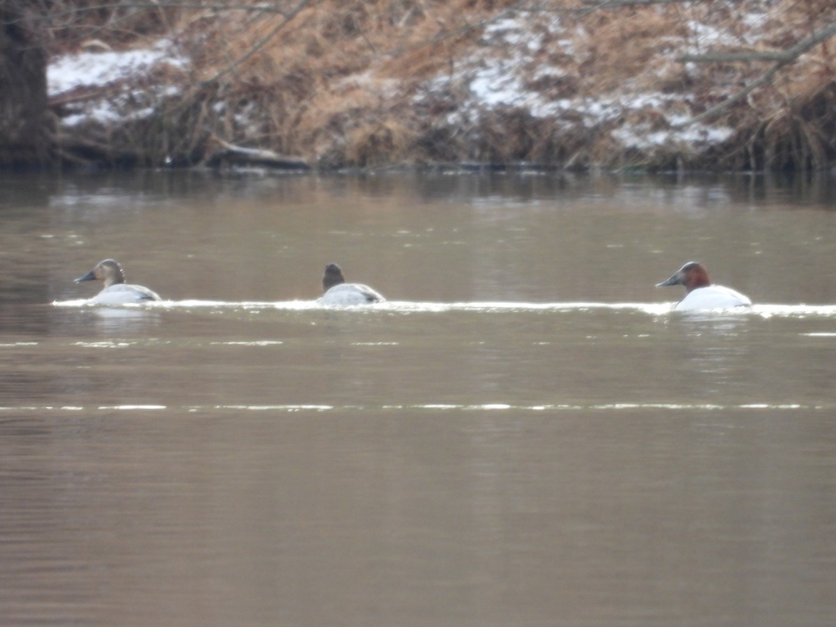 Попелюх довгодзьобий - ML649795305