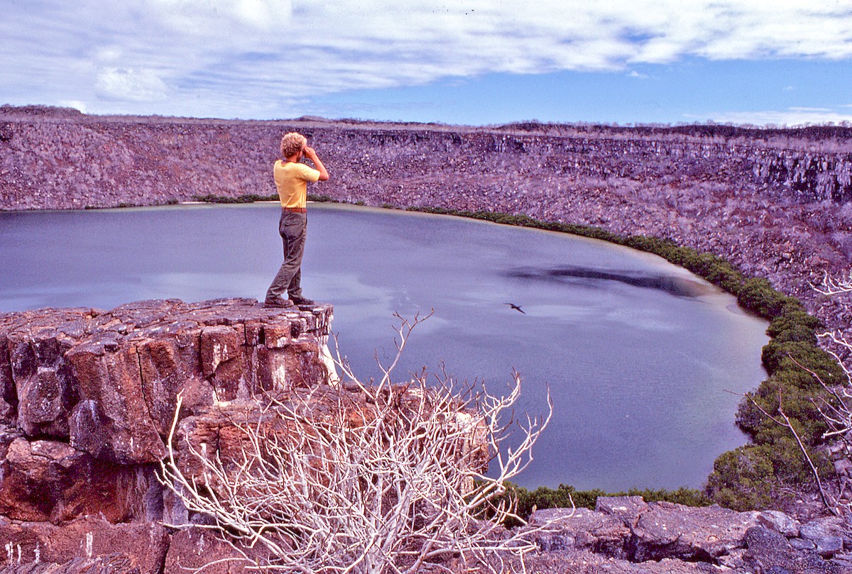 Фрегат тихоокеанський - ML649795703
