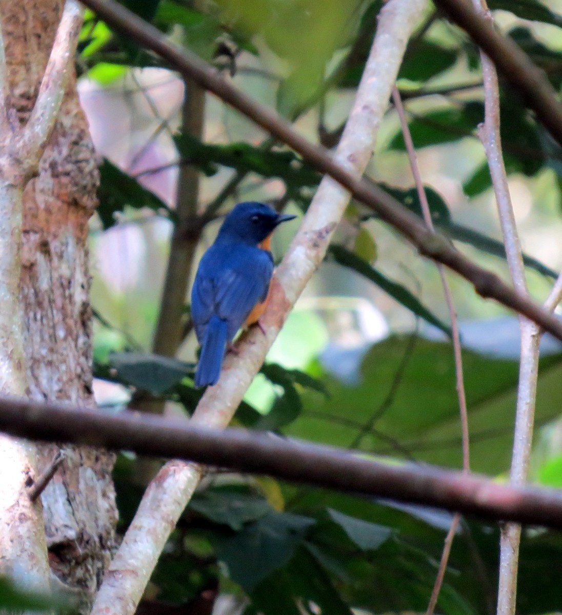 Sulawesi Blue Flycatcher - ML649795746