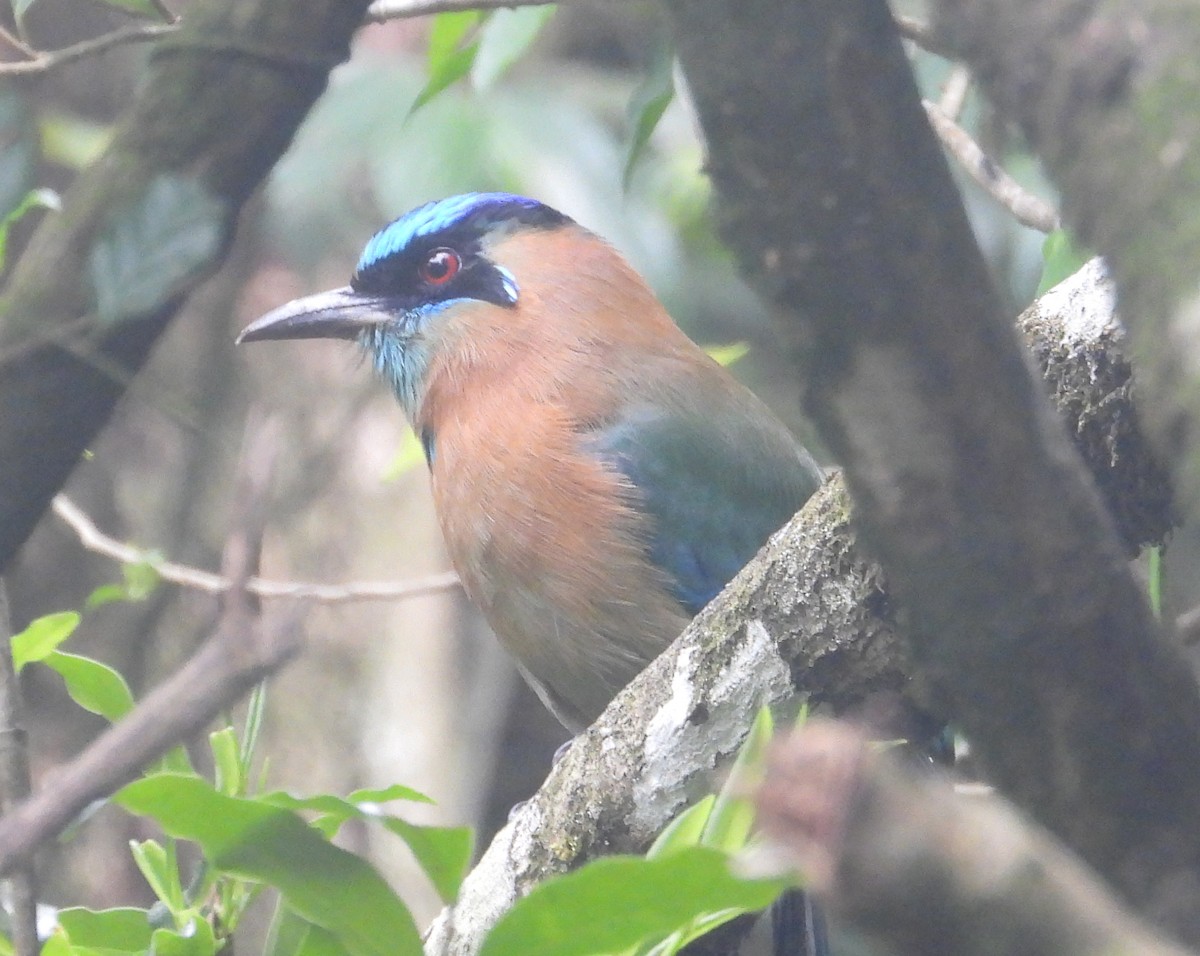 Lesson's Motmot - ML649795819