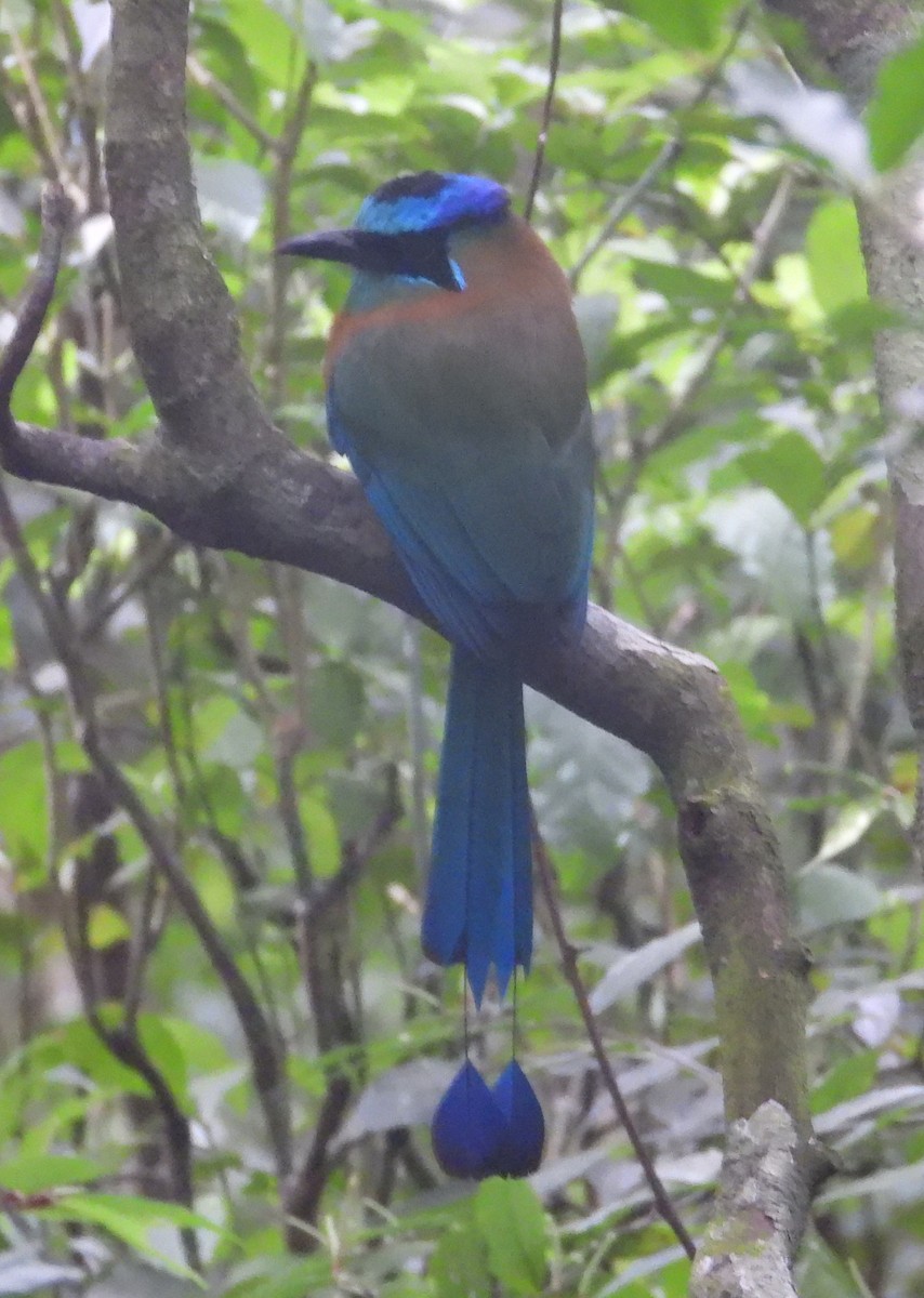 Lesson's Motmot - ML649795832