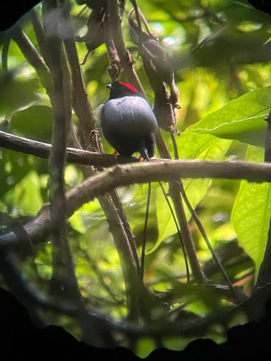 Long-tailed Manakin - ML649795849