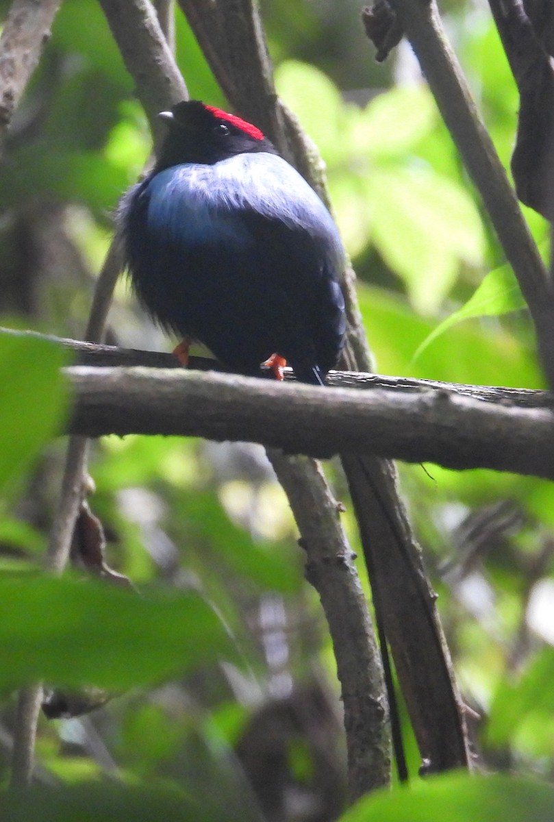 Long-tailed Manakin - ML649795855