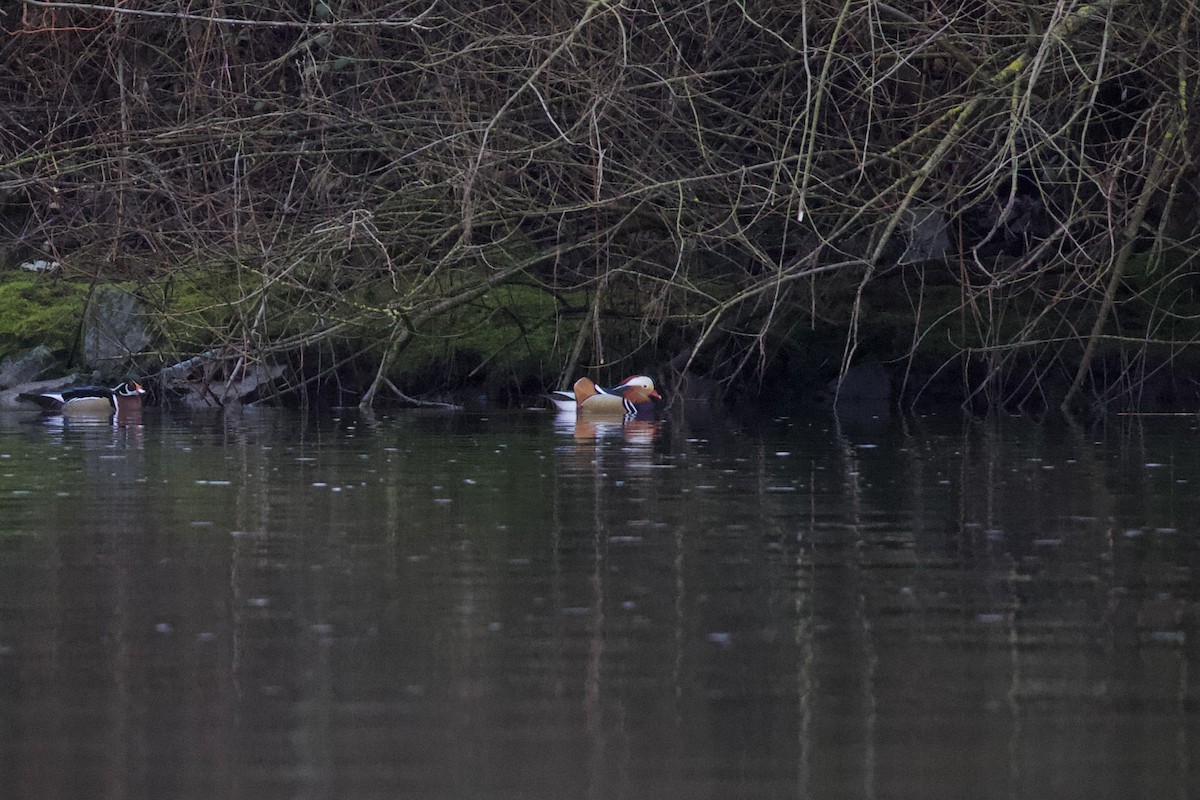 מנדרין סיני - ML649796391