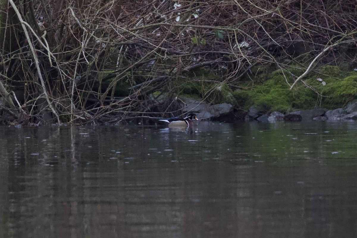 מנדרין אמריקני - ML649796399