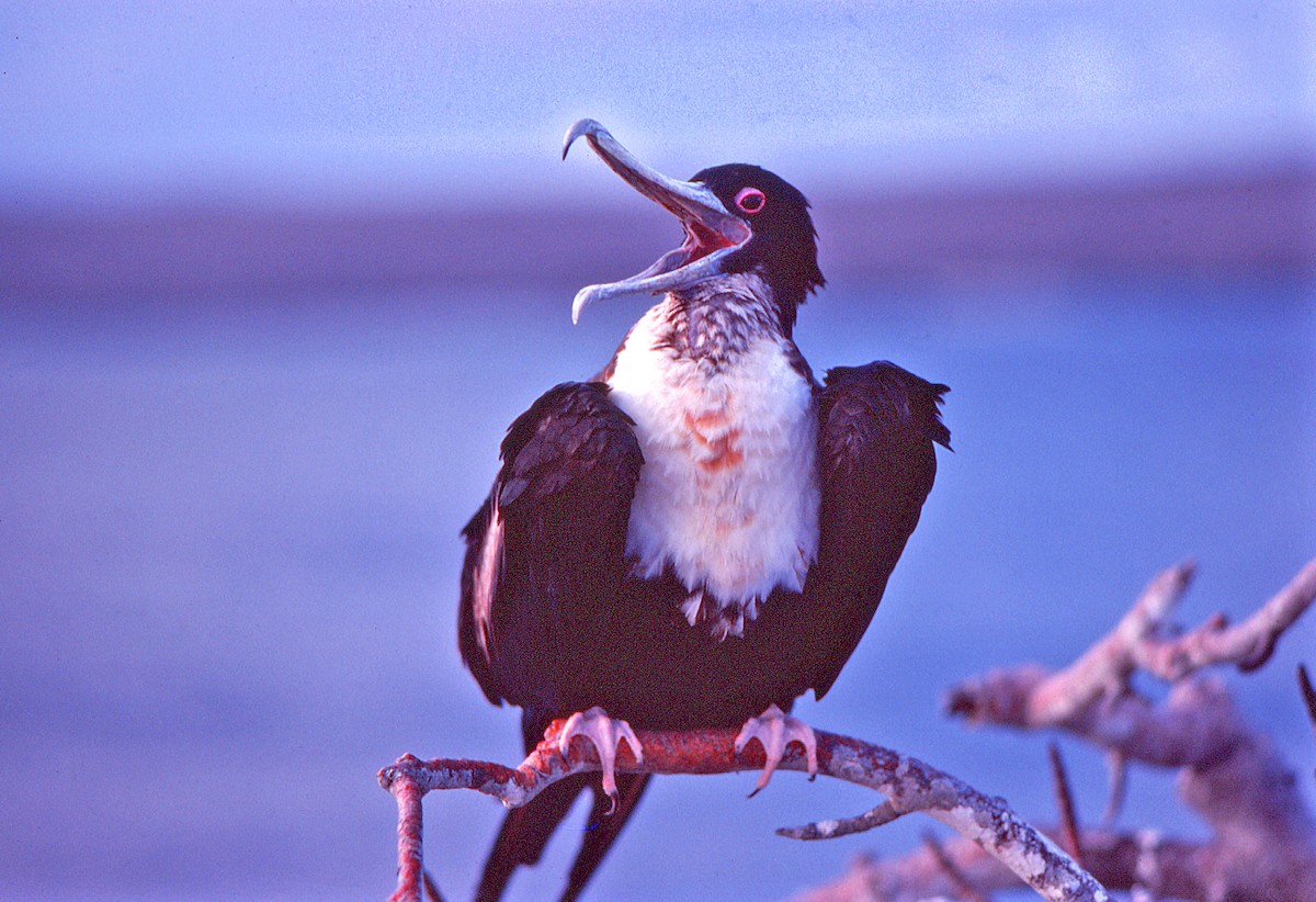 Фрегат тихоокеанський - ML649796917