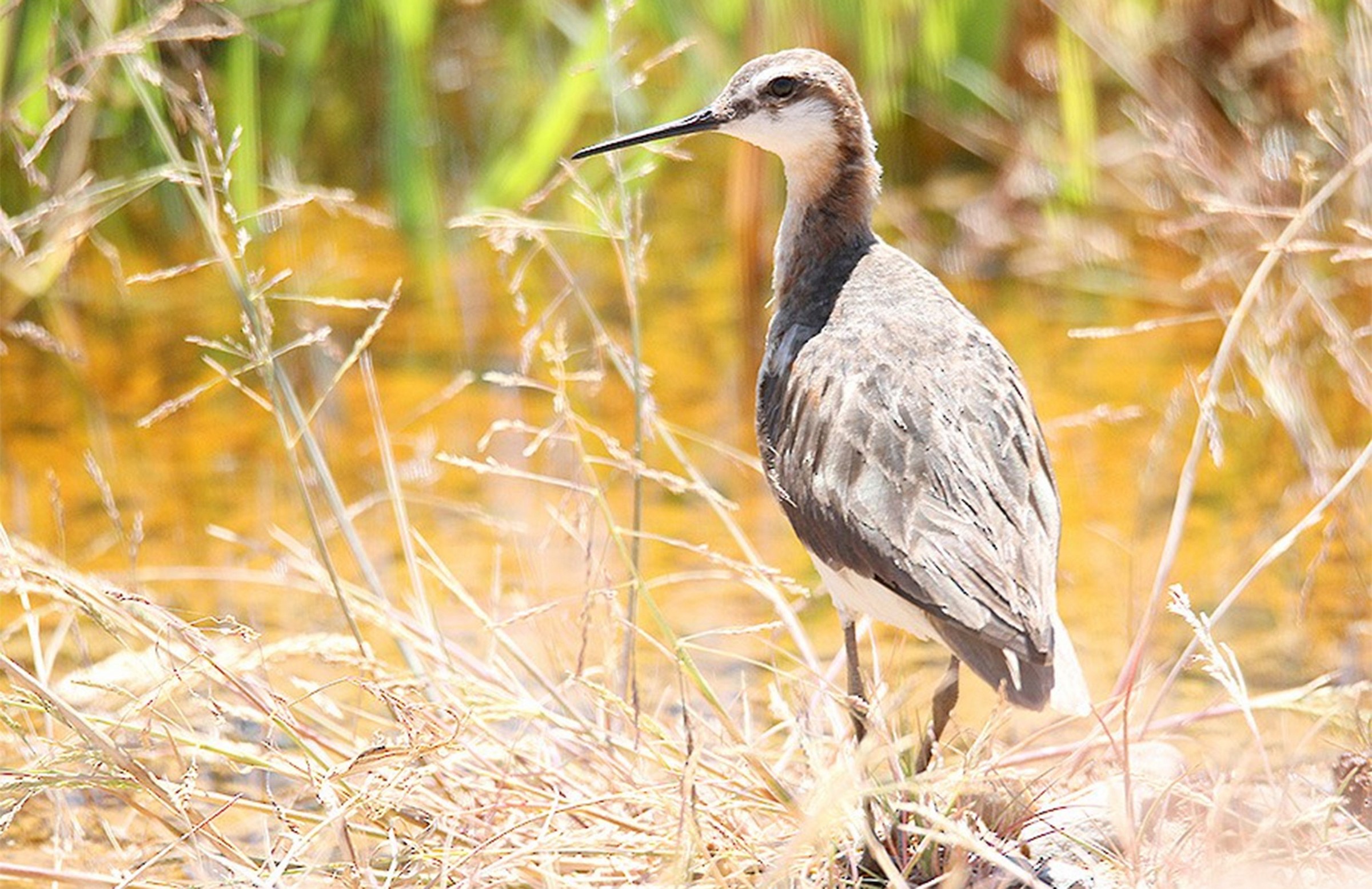 Wilson's Phalarope