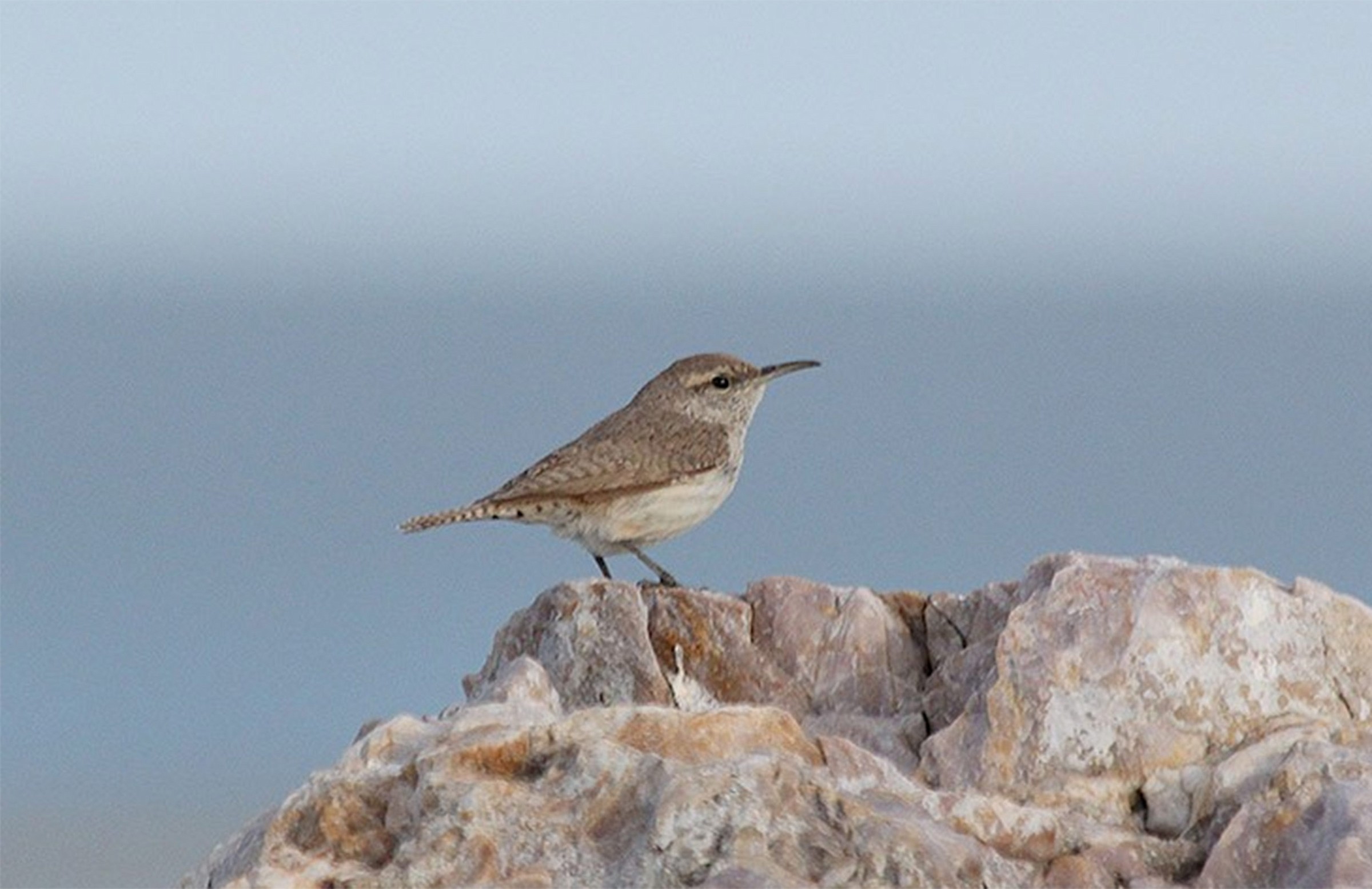 Rock Wren