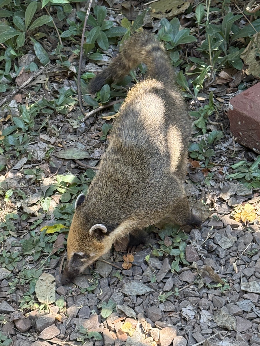 Animals - ML649798838