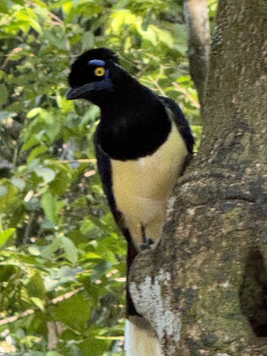 Plush-crested Jay - ML649798939