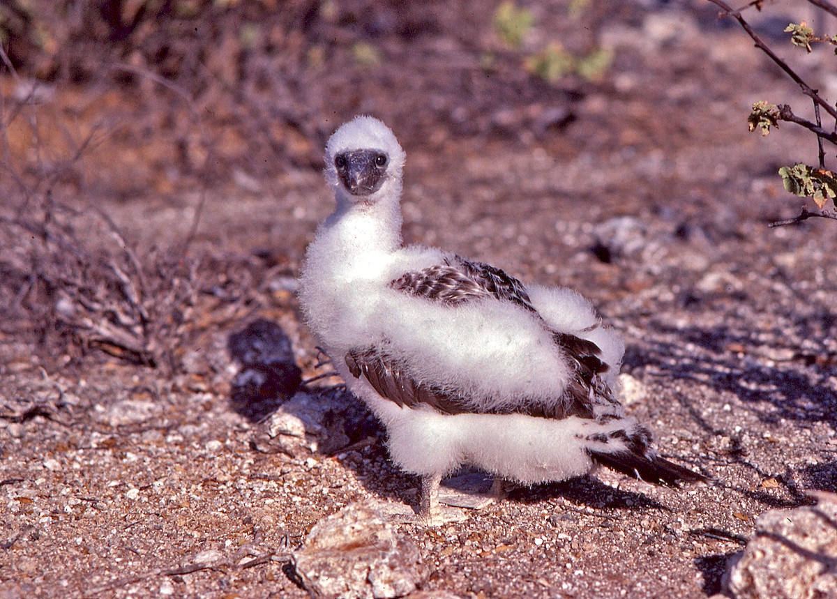Сула насканська - ML649798954