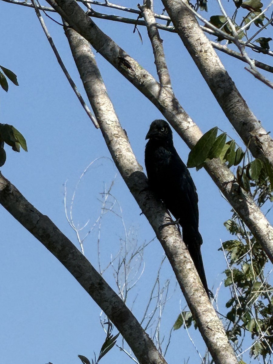 Greater Ani - ML649798967