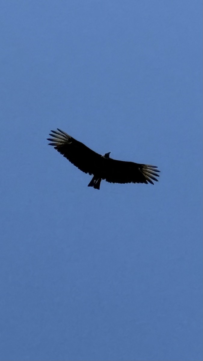 Black Vulture - ML649799101