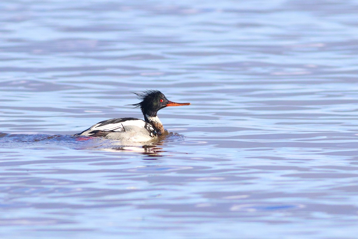 Serreta Mediana - ML649799183