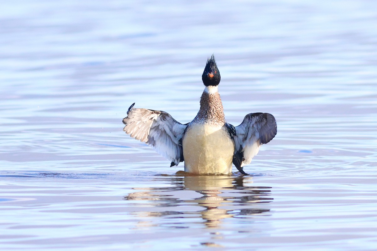 Serreta Mediana - ML649799205