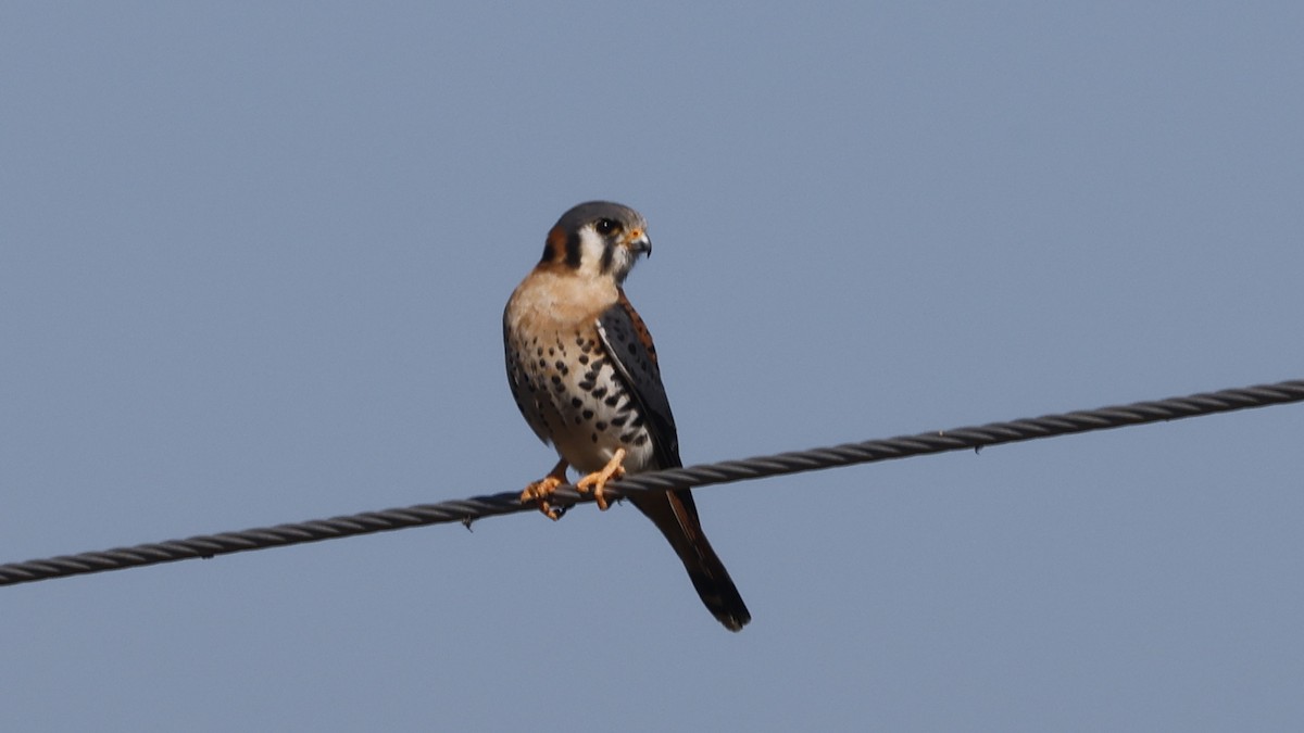 American Kestrel - ML649799364