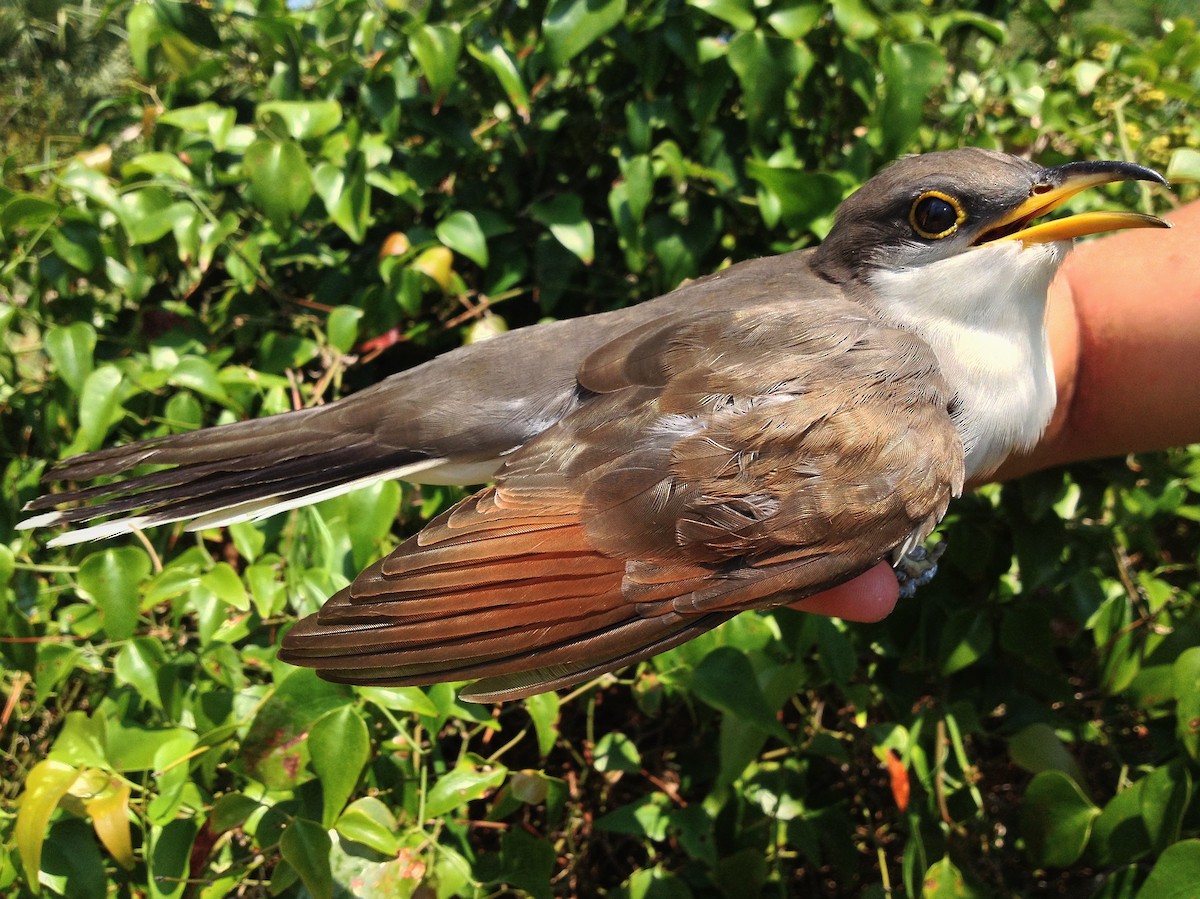 gulnebbgjøk - ML649799790