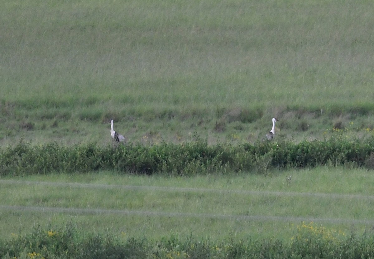 Журавель білошиїй - ML649799792