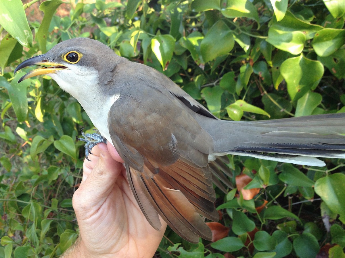 gulnebbgjøk - ML649799852