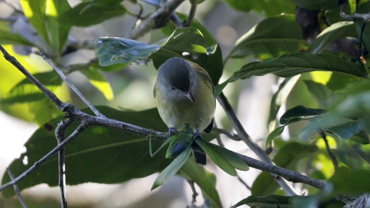 Vireo Puertorriqueño - ML649800258
