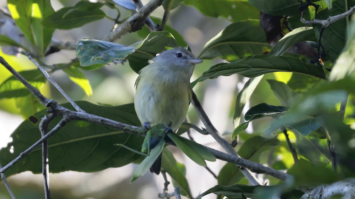Vireo Puertorriqueño - ML649800259