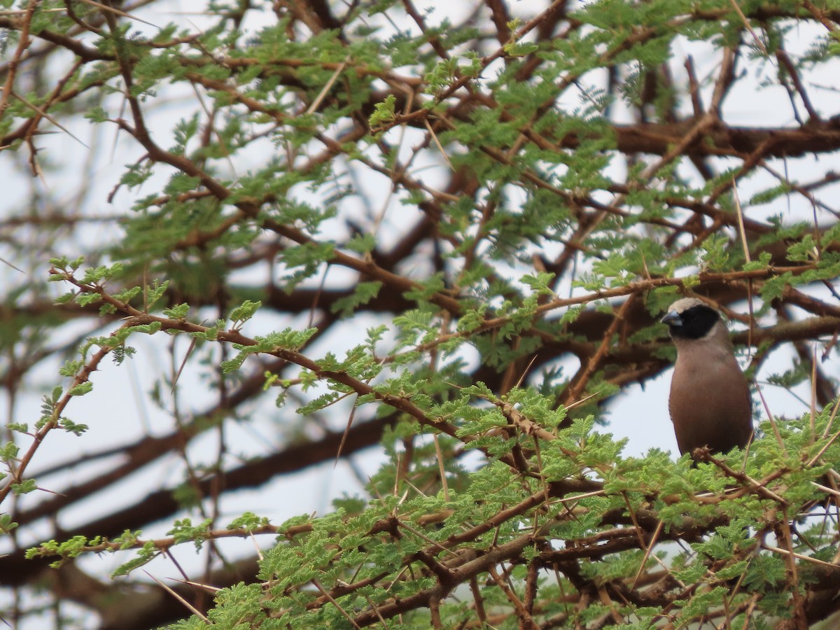 Black-faced Waxbill - ML649801042
