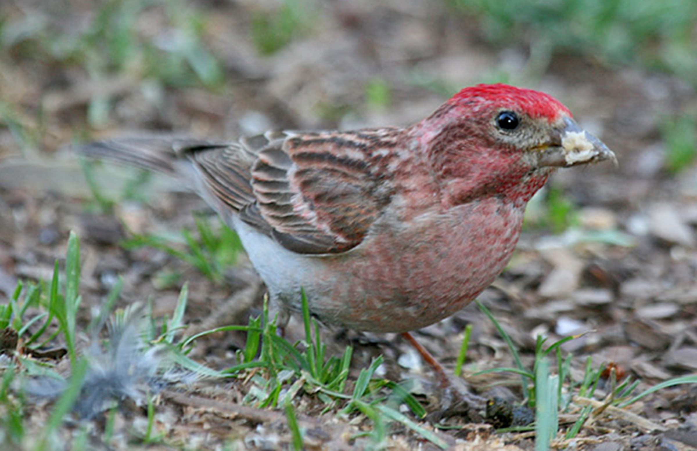 Cassin's Finch